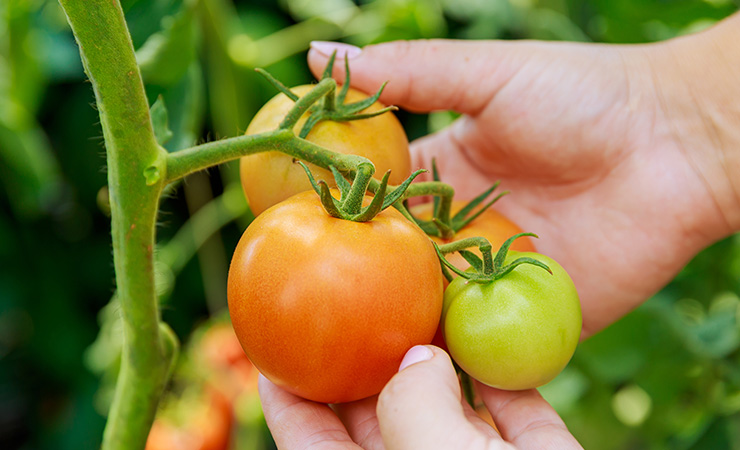 Tomaten kweken voor beginners in 8 stappen!