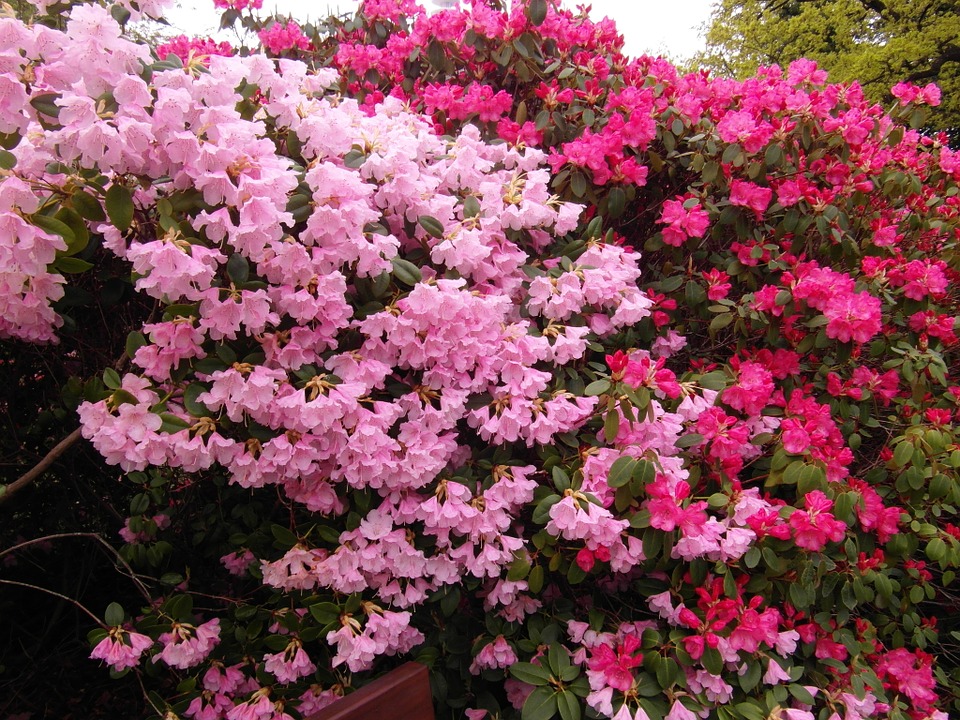 Wintergroen Rhododendron