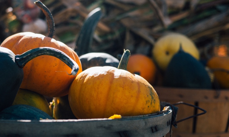 Geniet van de herfst in de tuin!