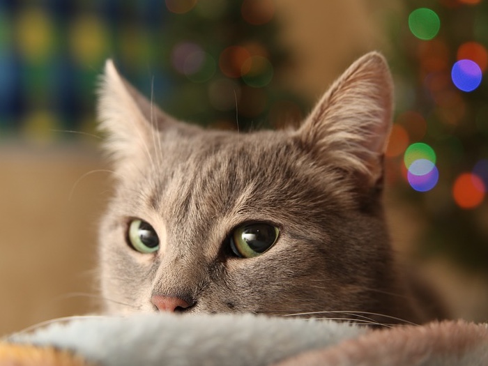 Kerstboom versieren kat kijkt mee