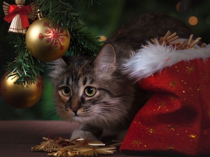 kat onder kerstboom