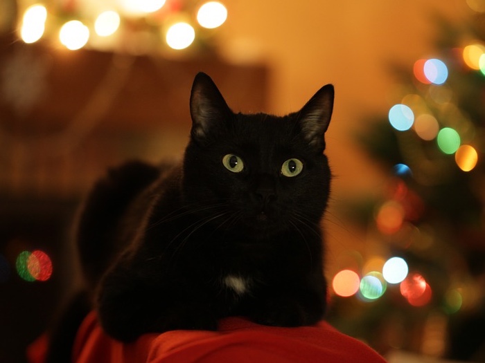 Kat voor kerstboom