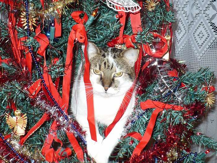 Kat in de kerstboom