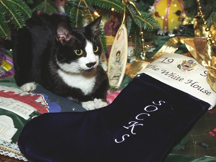 Kat onder kerstboom
