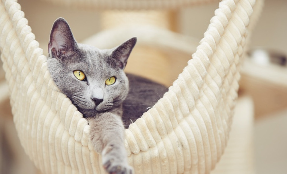 Kat en interieur: zó maak je van je huis een kattenparadijs