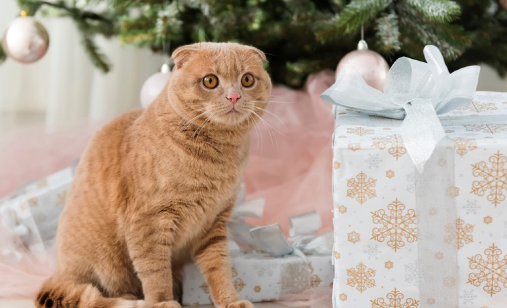 Kerstboom versieren: Help, ik heb katten!